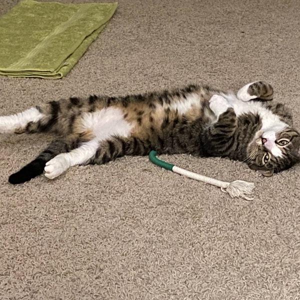 Socks, Adoptable, Adult Male Domestic Short Hair.