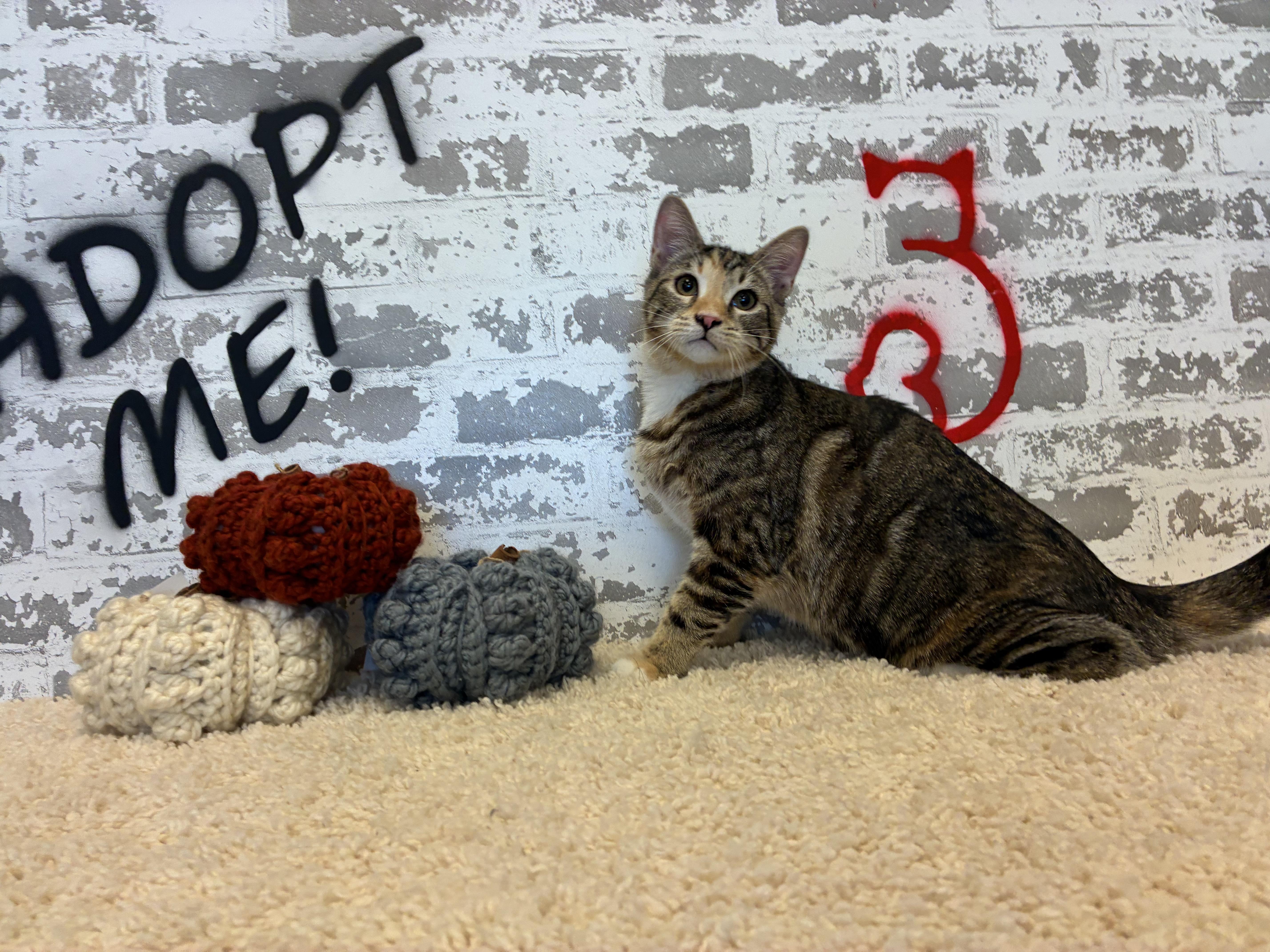 Finley, Adoptable, Kitten Female Domestic Short Hair.