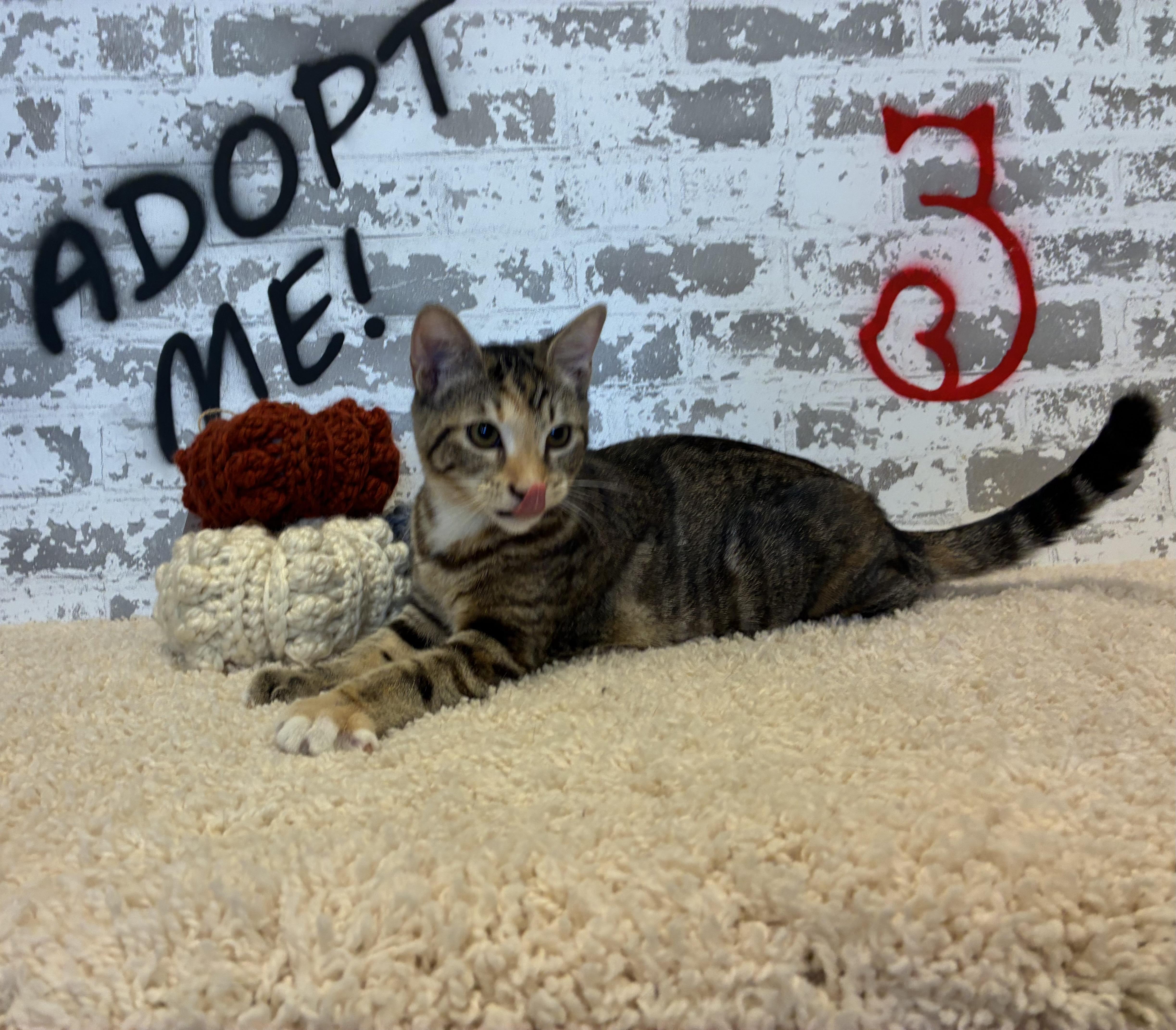 Finley, a Adoptable Domestic Short Hair in queen creek, AZ image 5/6