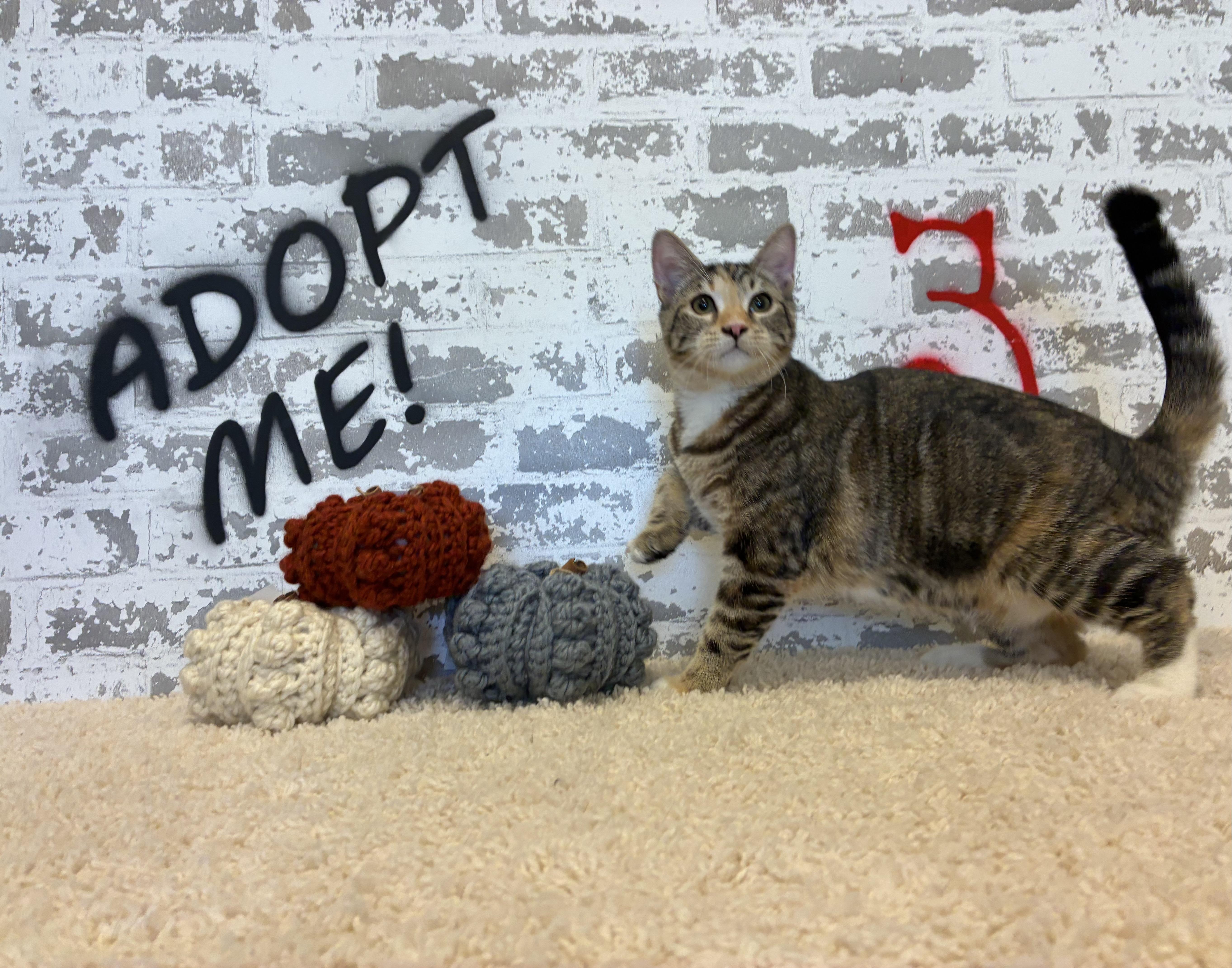 Finley, a Adoptable Domestic Short Hair in queen creek, AZ image 6/6