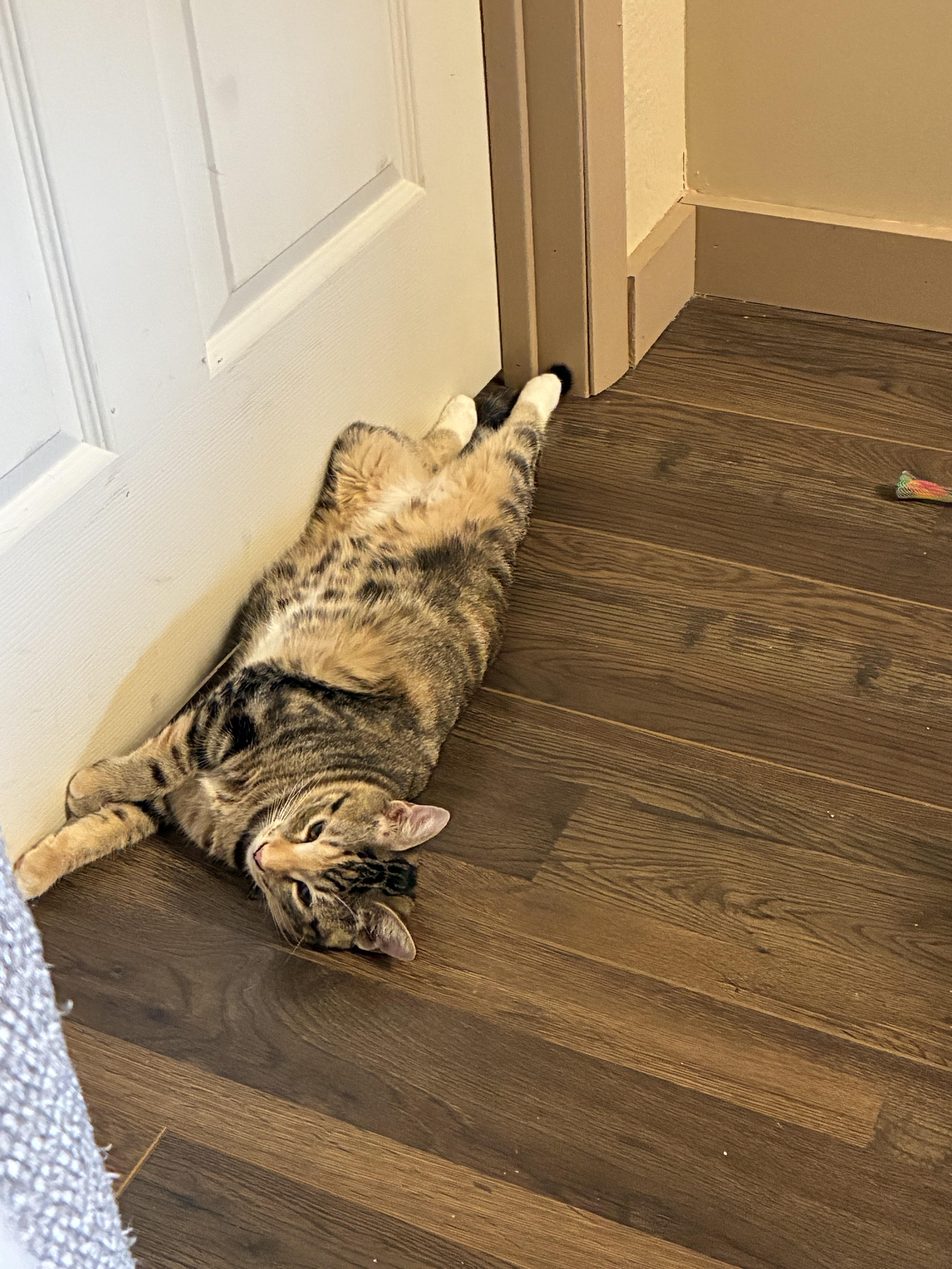 Finley, a Adoptable Domestic Short Hair in queen creek, AZ image 1/6