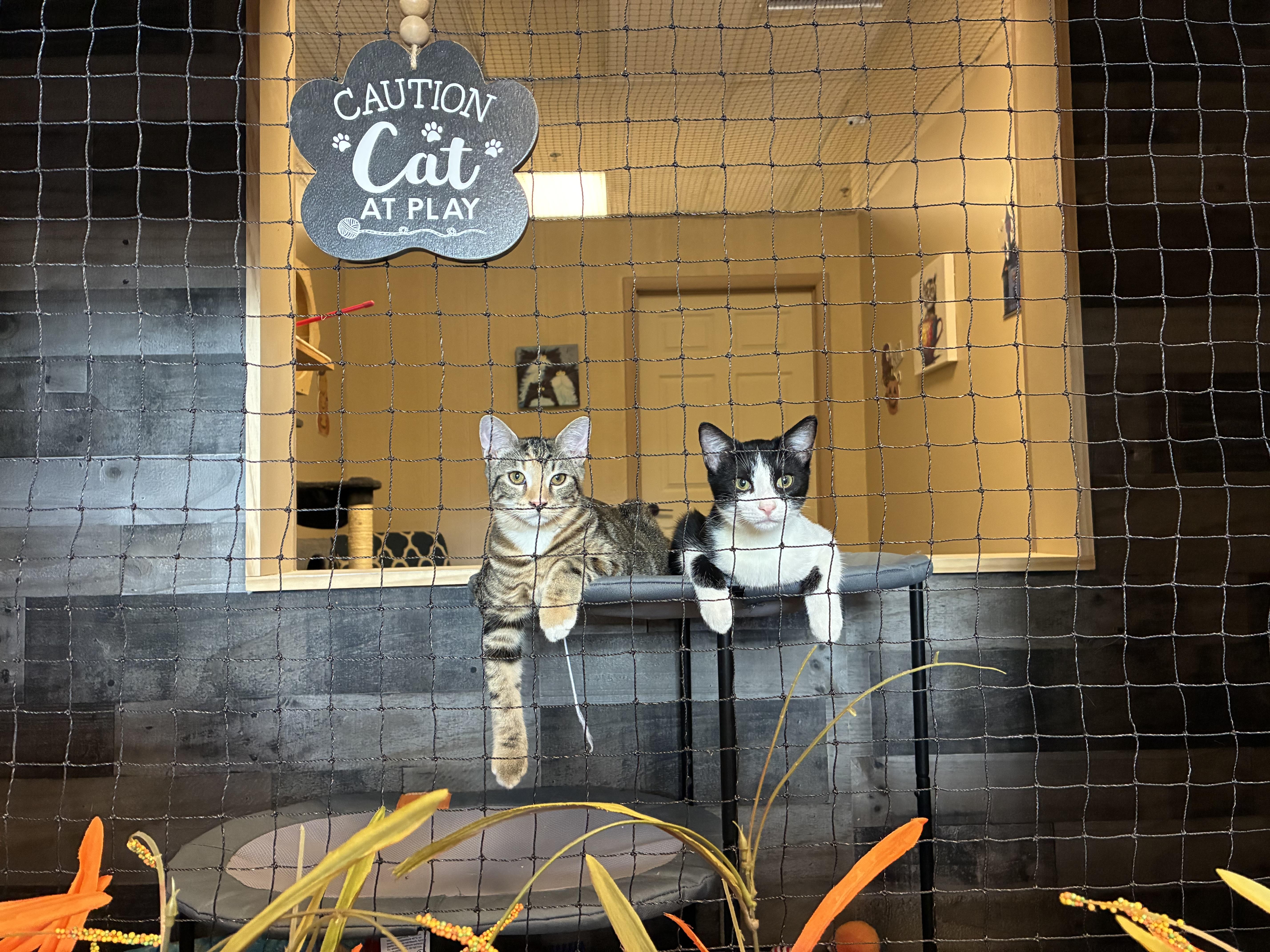 Finley, a Adoptable Domestic Short Hair in queen creek, AZ image 2/6