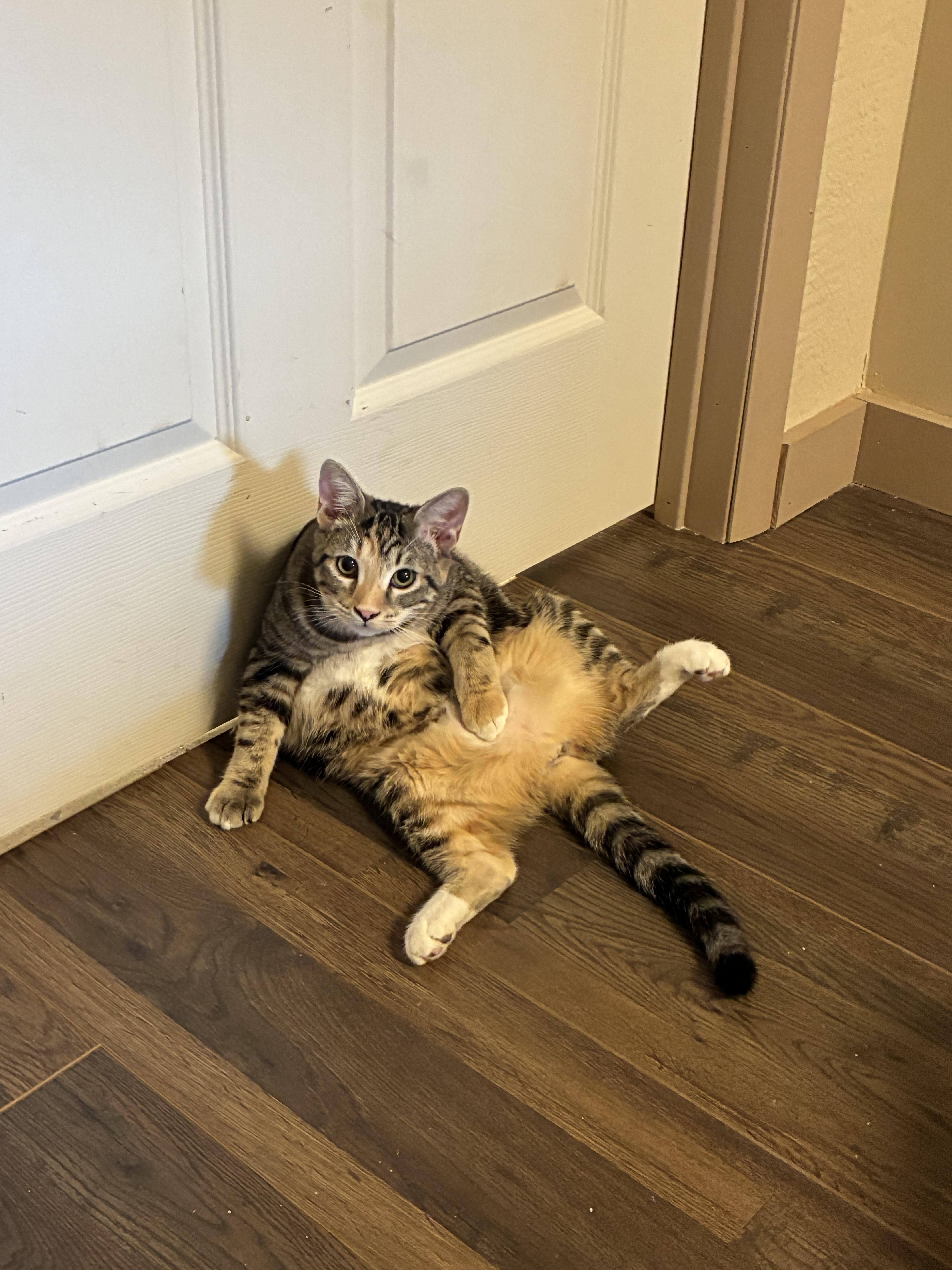 Finley, a Adoptable Domestic Short Hair in queen creek, AZ image 3/6