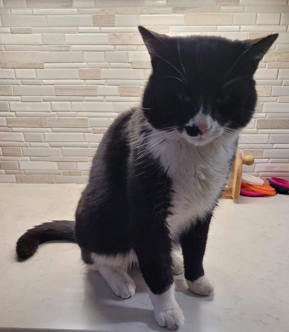 Michael, a Adoptable mixed breed in Monroe, TN image 1/4