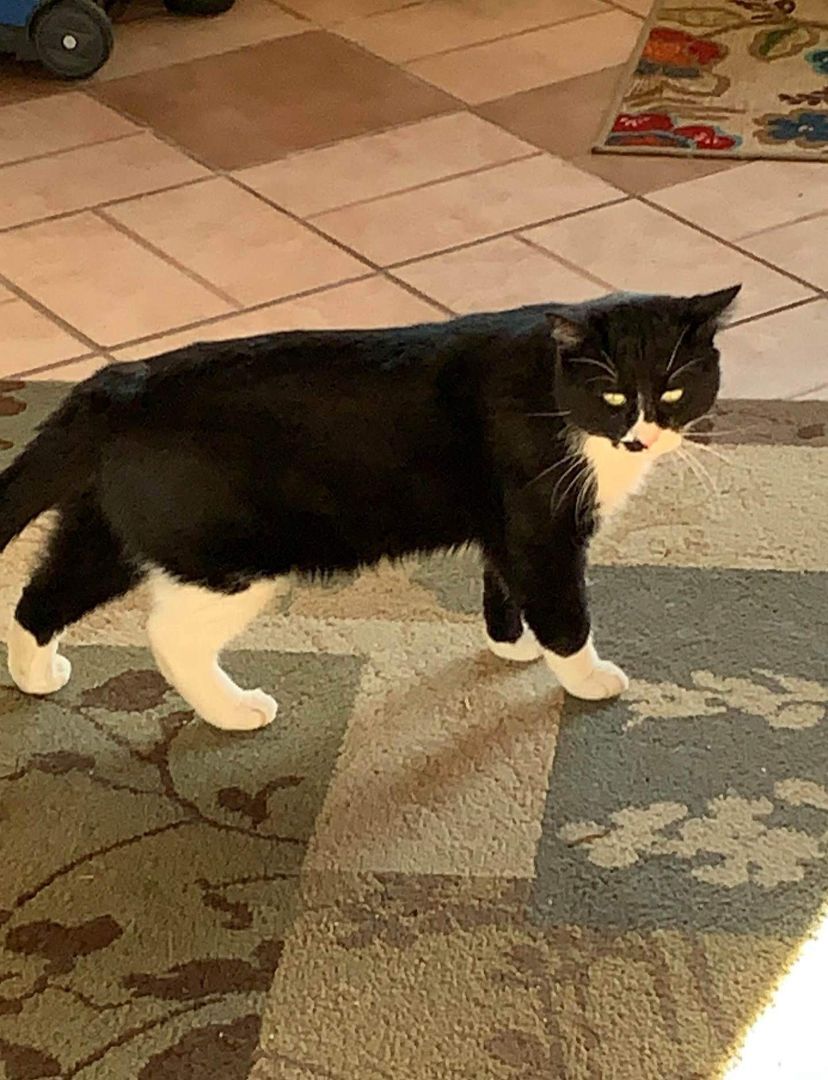 Michael, a Adoptable mixed breed in Monroe, TN image 2/4