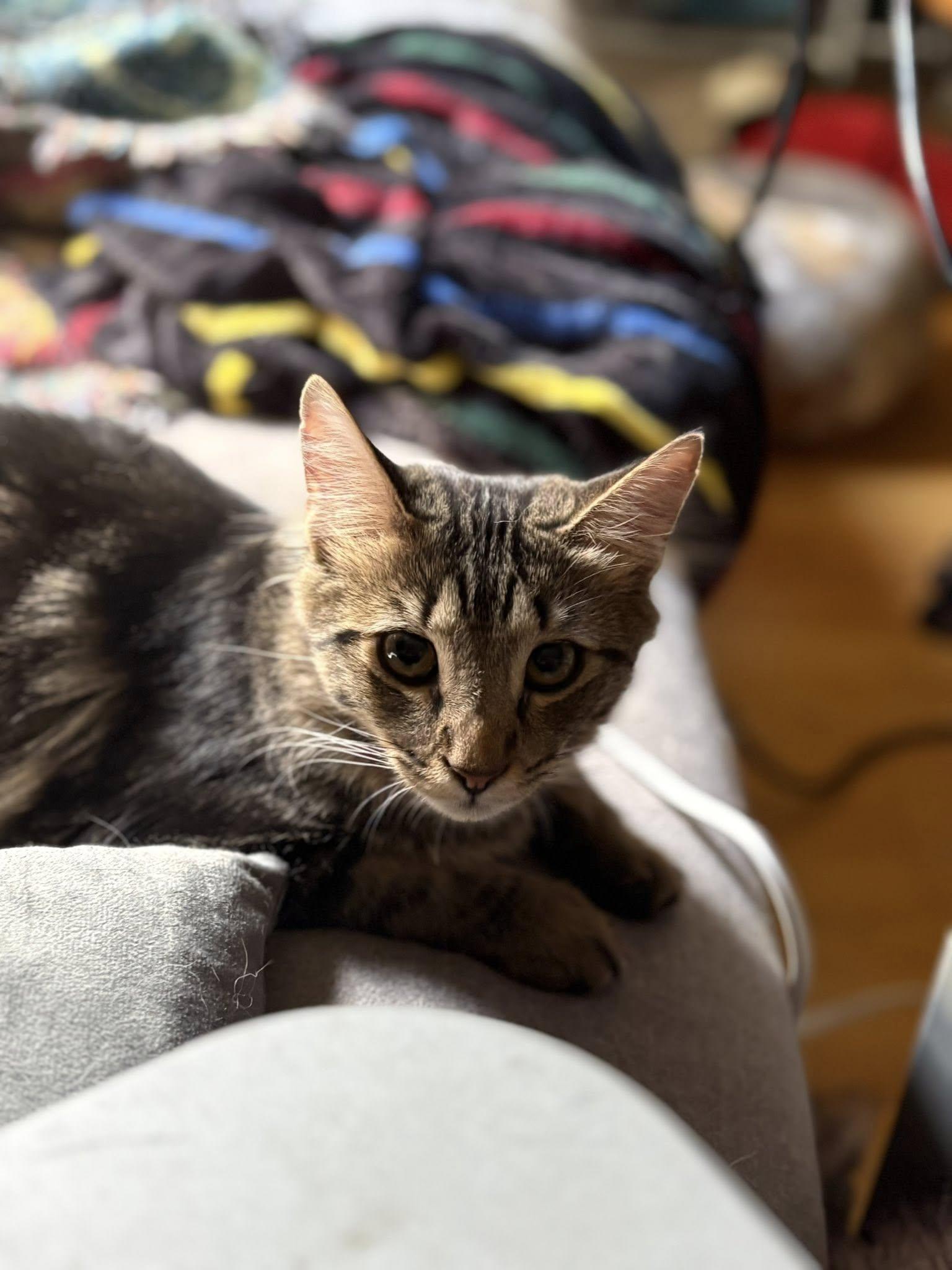 Wobble *Bonded w/ Weeble*, Adoptable, Kitten Male Domestic Medium Hair.