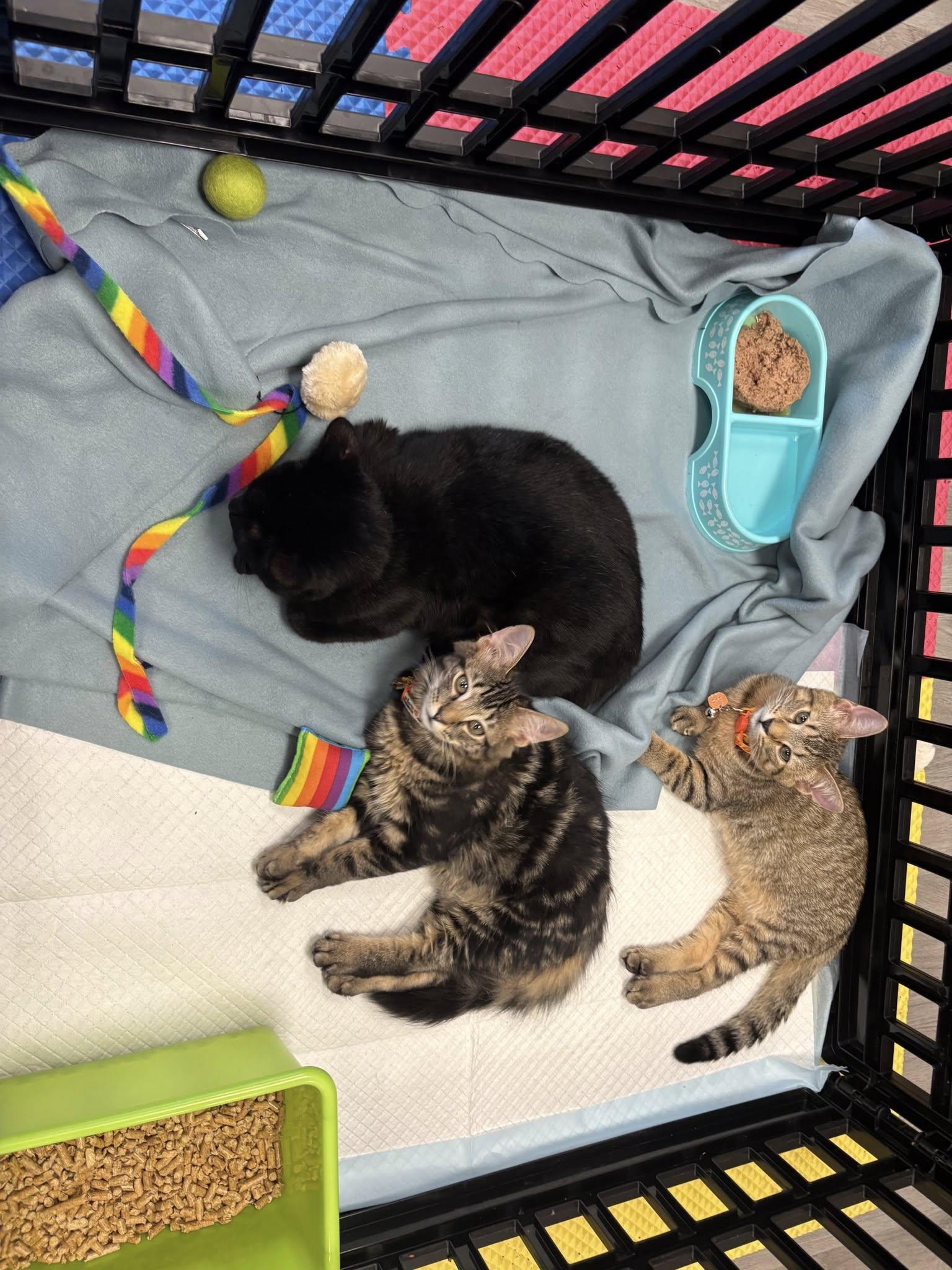 Wobble, Adoptable, Kitten Male Domestic Medium Hair.