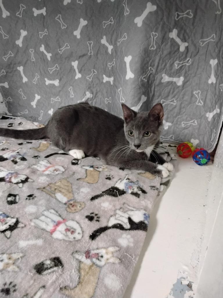 Enlarge Blue, a Adoptable mixed breed in Ada, OK image 1/2