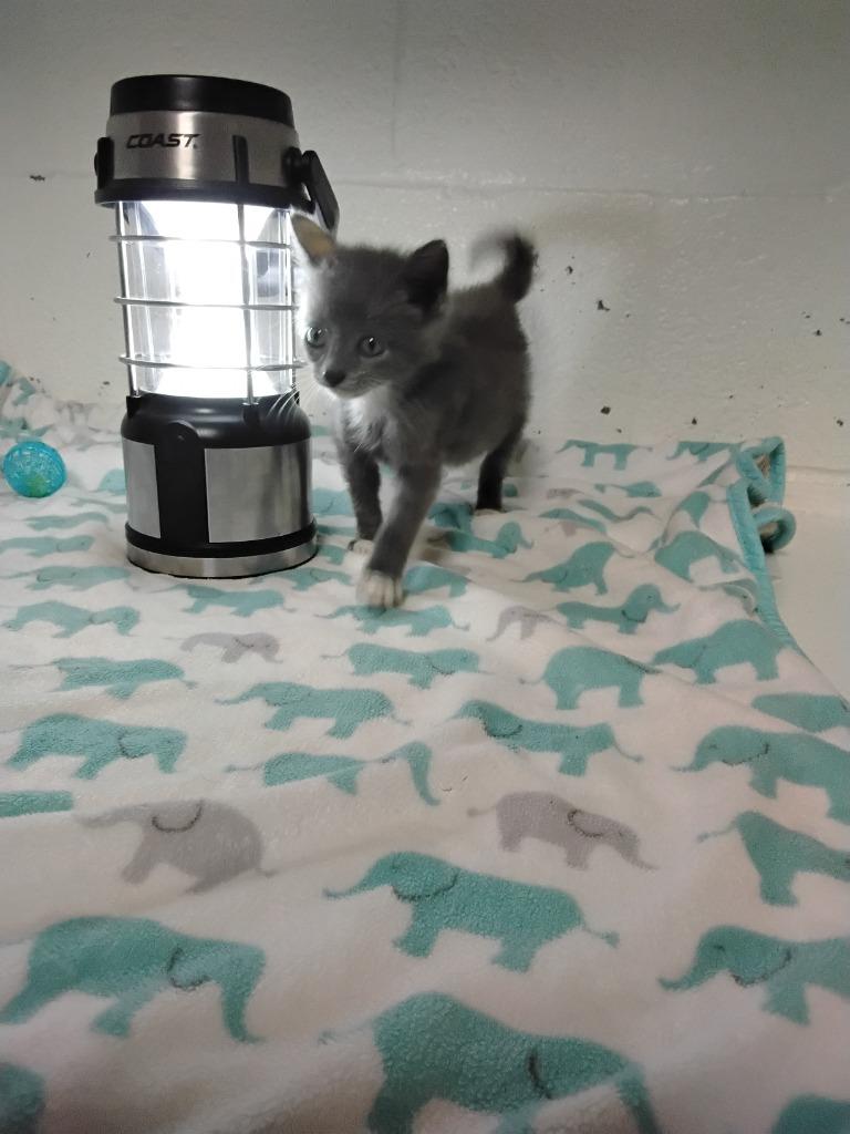 Blue, a Adoptable mixed breed in Ada, OK image 3/3