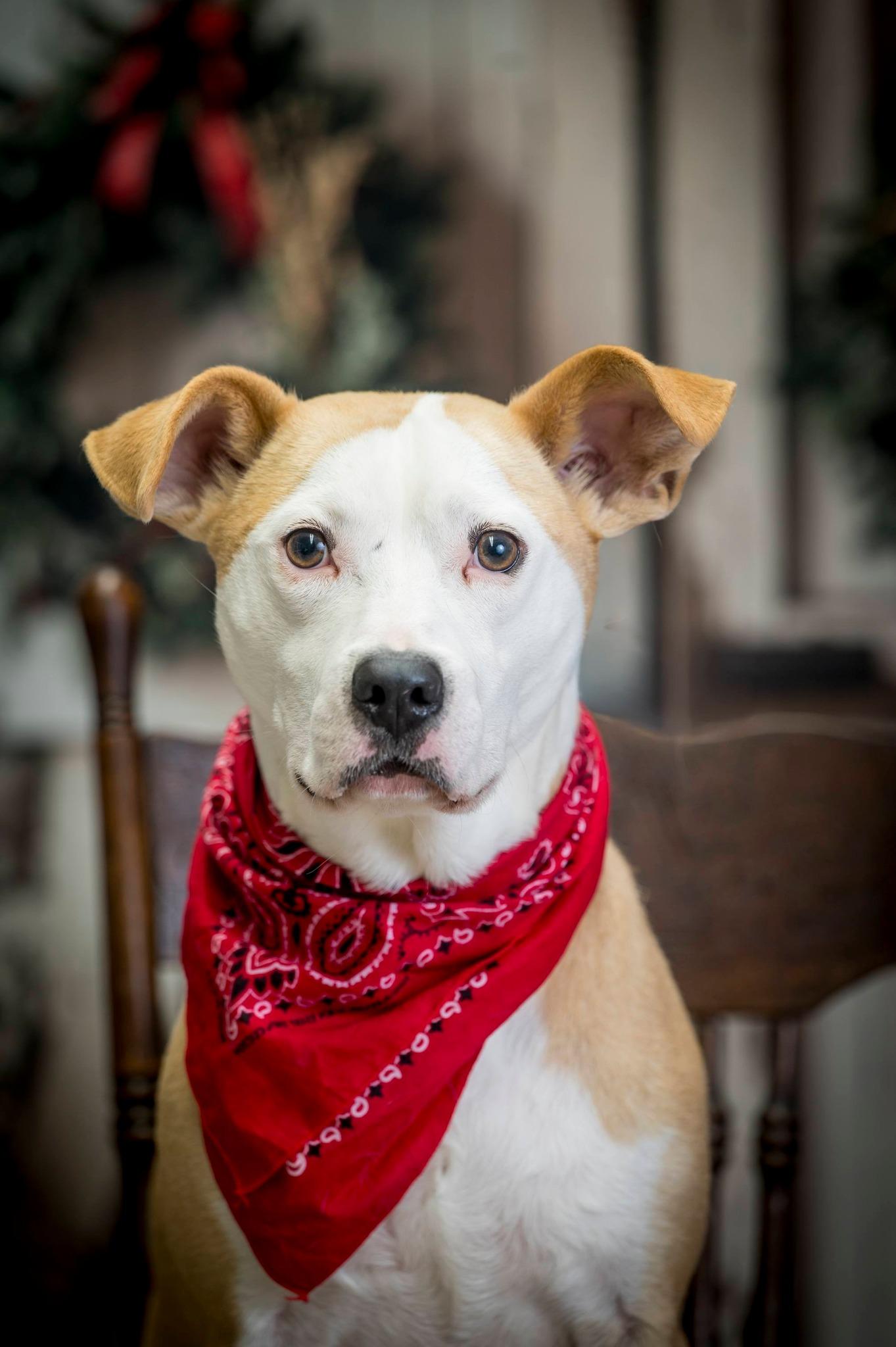 Enlarge Prince, a ADOPTABLE mixed breed in Mount Pleasant, NC image 1/3