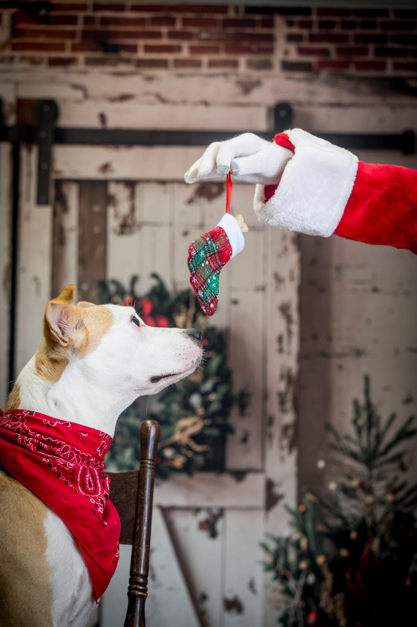 Enlarge Prince, a ADOPTABLE mixed breed in Mount Pleasant, NC image 3/3