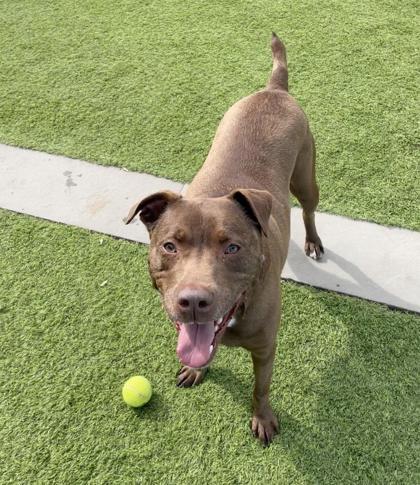 Enlarge Ashton, a Adoptable Mixed Breed in Montclair, NJ image 1/3