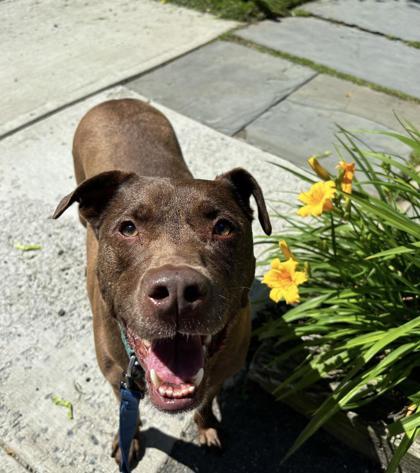 Enlarge Ashton, a Adoptable Mixed Breed in Montclair, NJ image 2/3