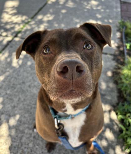 Enlarge Ashton, a Adoptable Mixed Breed in Montclair, NJ image 3/3