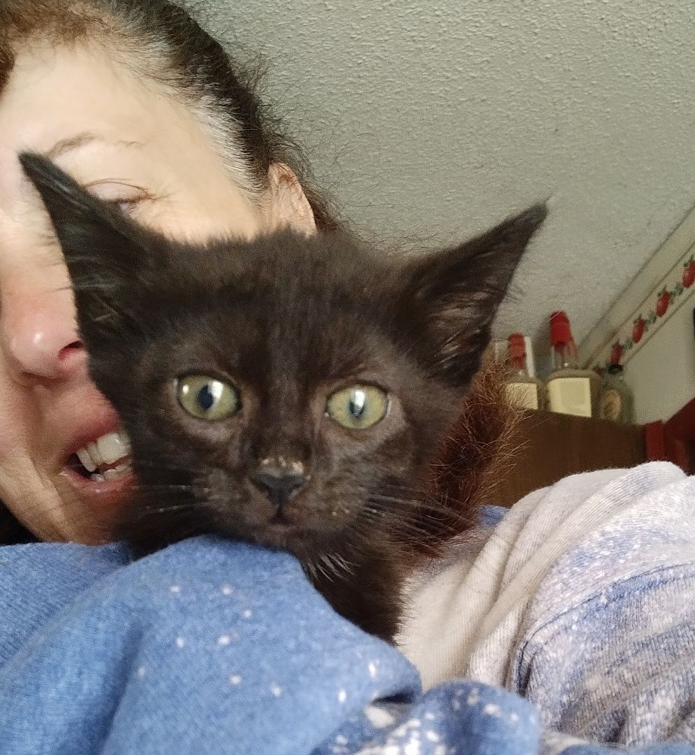 Edie, Adoptable, Adult Female Domestic Short Hair.