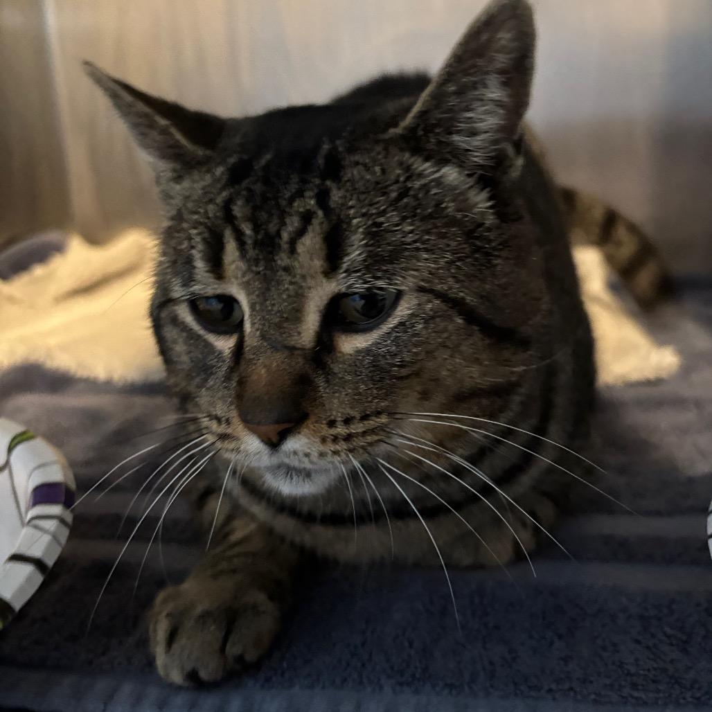 Tiger boy, Adoptable, Adult Male Domestic Short Hair.