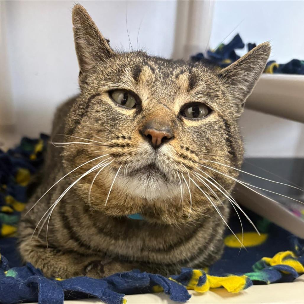 Tiger boy, a Adoptable Domestic Short Hair in Hamburg, NY image 2/3