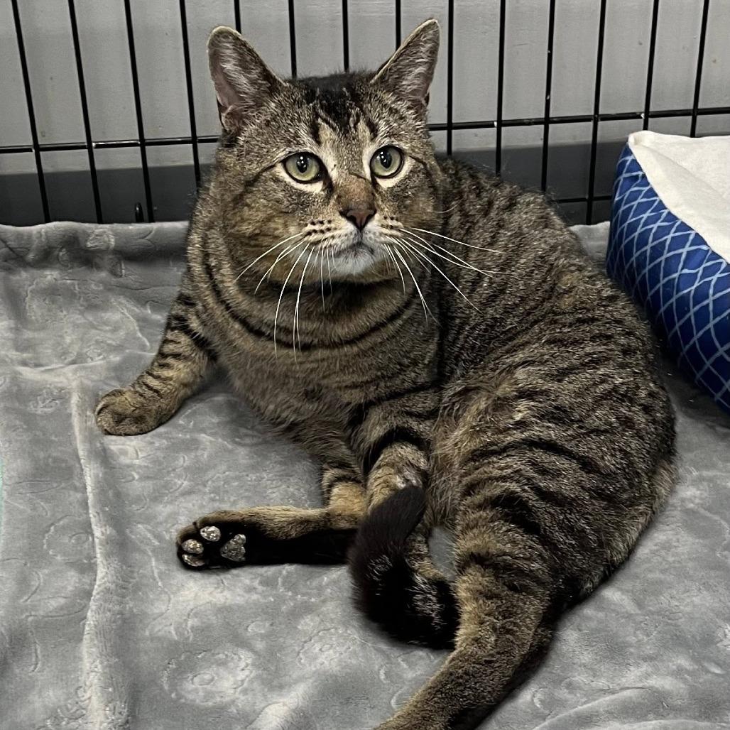 Tiger boy, a Adoptable Domestic Short Hair in Hamburg, NY image 3/3