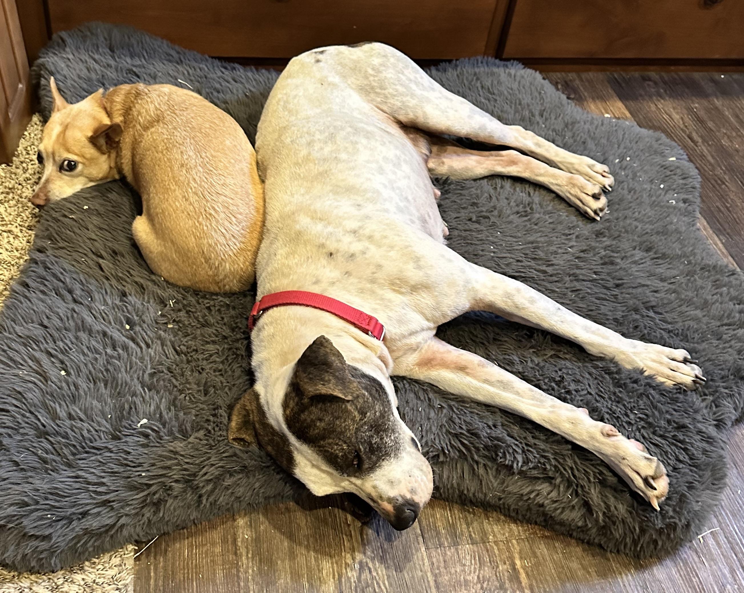 Enlarge Cervi, a Adoptable mixed breed in Scottsdale, AZ image 1/3