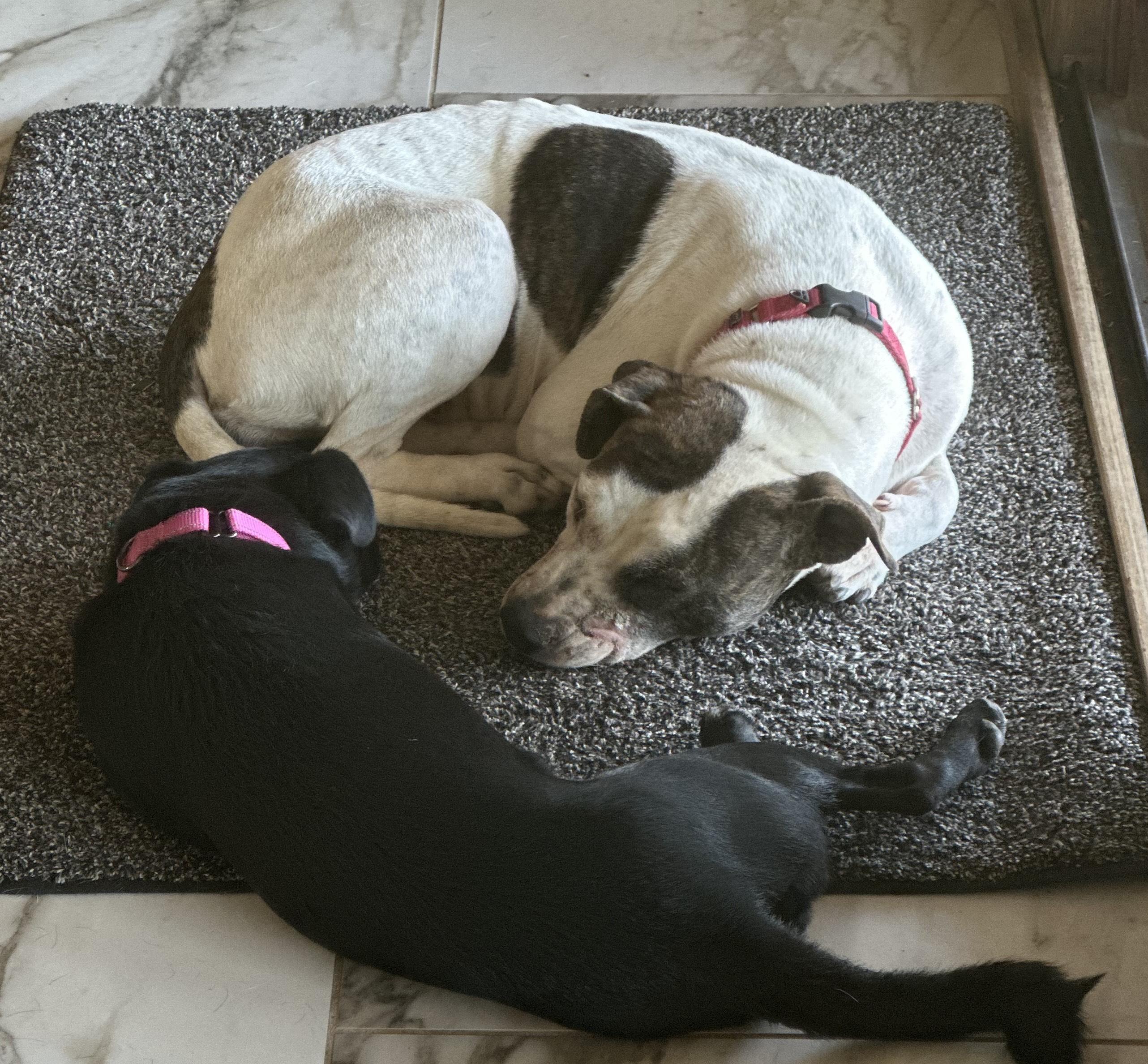 Enlarge Cervi, a Adoptable mixed breed in Scottsdale, AZ image 2/3