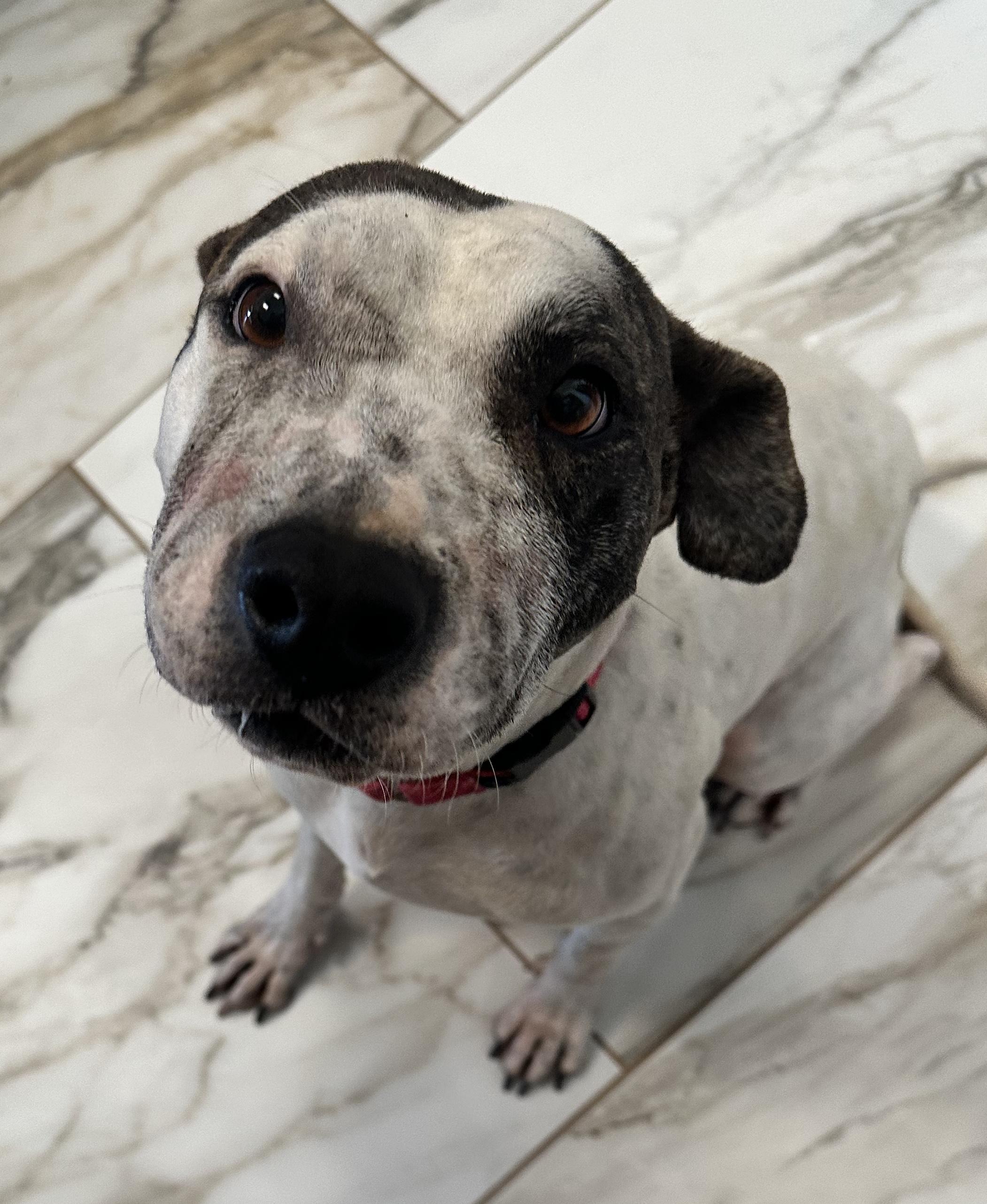 Enlarge Cervi, a Adoptable mixed breed in Scottsdale, AZ image 3/3