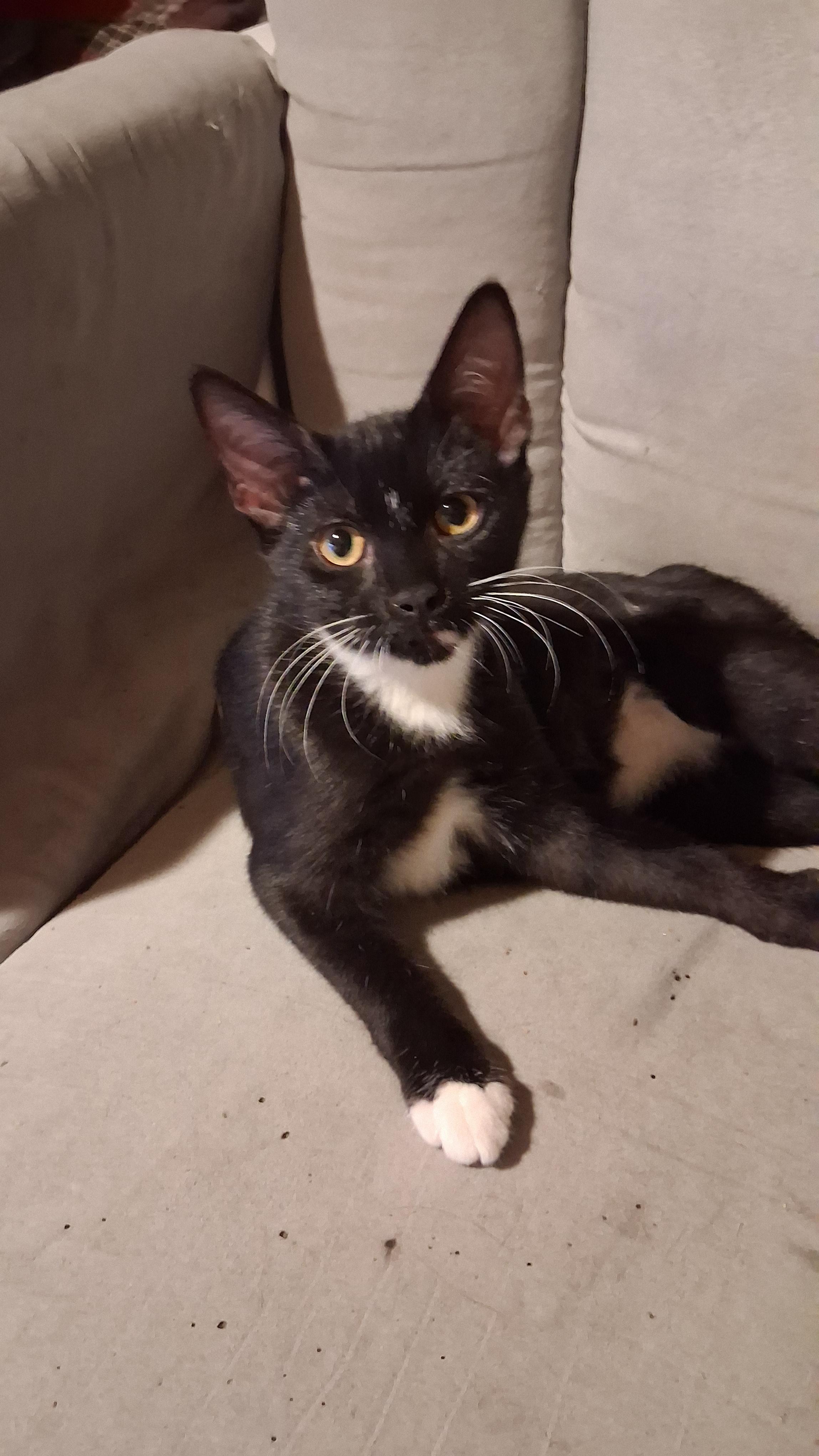Enlarge Daisie, a Adoptable Domestic Short Hair in Randolph, AL image 1/1