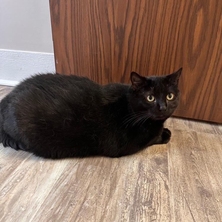 Shed, Adoptable, Senior Female Domestic Short Hair.