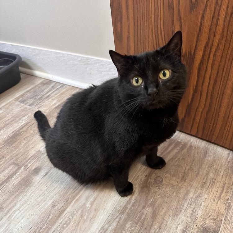 Enlarge Shed, a Adoptable Domestic Short Hair in Greensburg, PA image 2/2