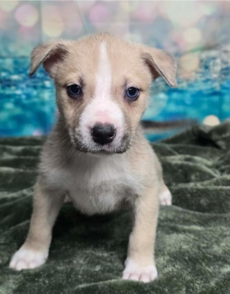 Mort, a Adoptable mixed breed in Sedalia, CO image 1/5