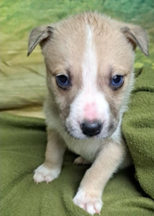 Mort, a Adoptable mixed breed in Sedalia, CO image 2/5