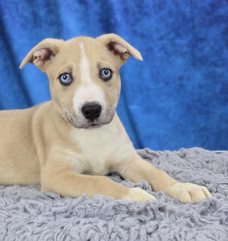 Mort, a Adoptable mixed breed in Sedalia, CO image 4/5