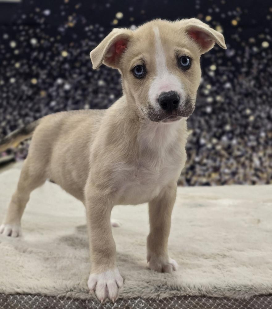 Mort, a Adoptable mixed breed in Sedalia, CO image 5/5