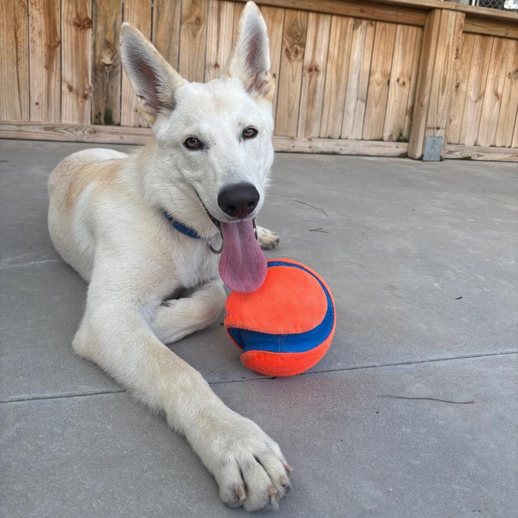 Dash, Adoptable, Young Male Shepherd & Mixed Breed.