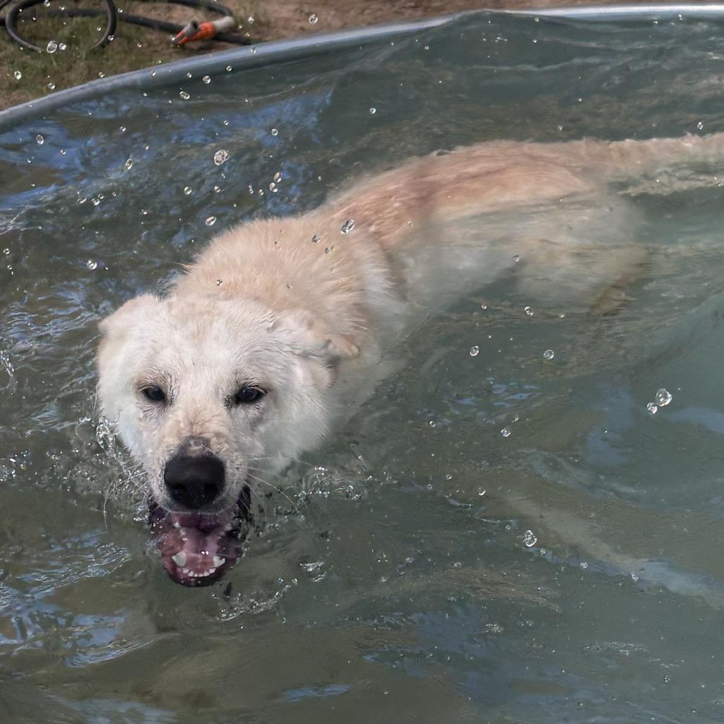 Dash, a Adoptable mixed breed in Freeport, FL image 2/6