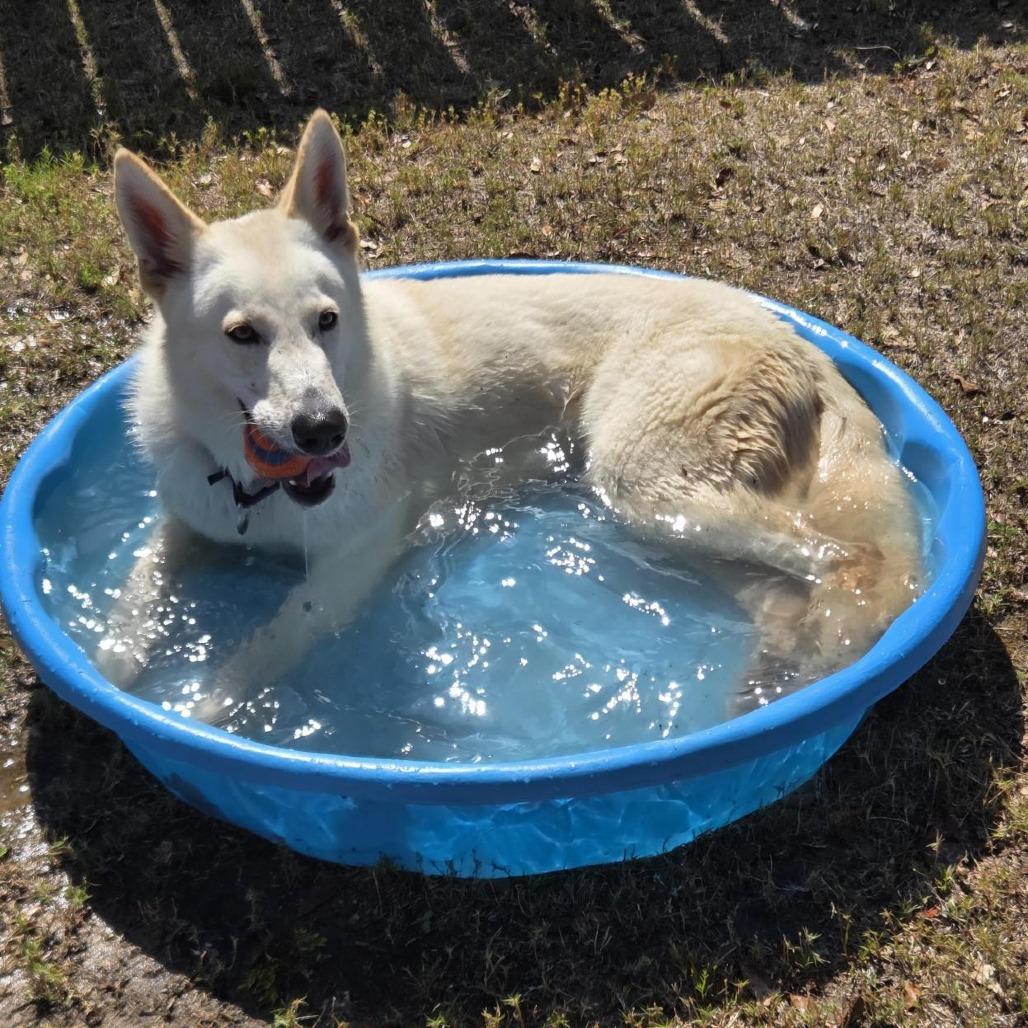 Dash, a Adoptable mixed breed in Freeport, FL image 3/6