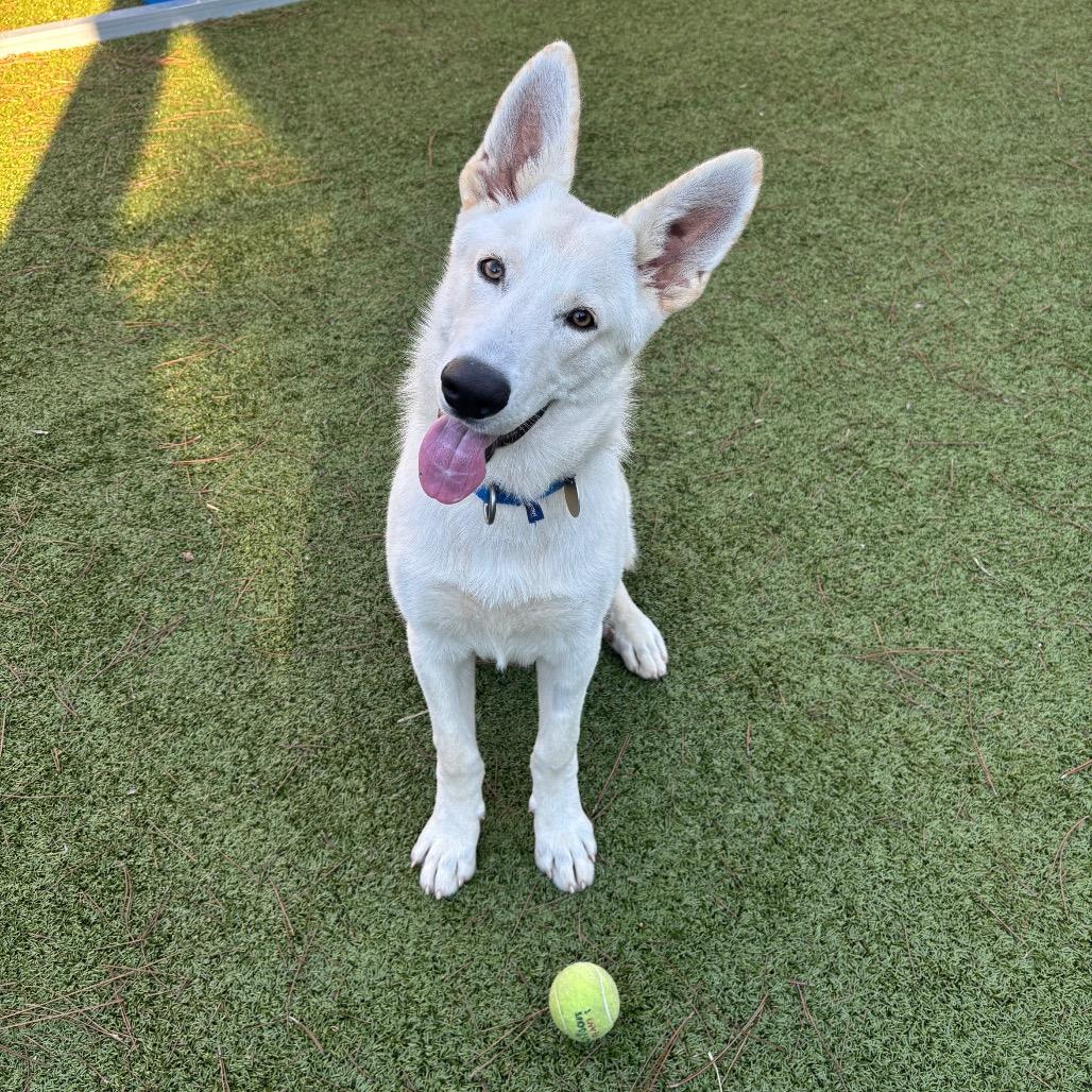 Dash, a Adoptable mixed breed in Freeport, FL image 4/6