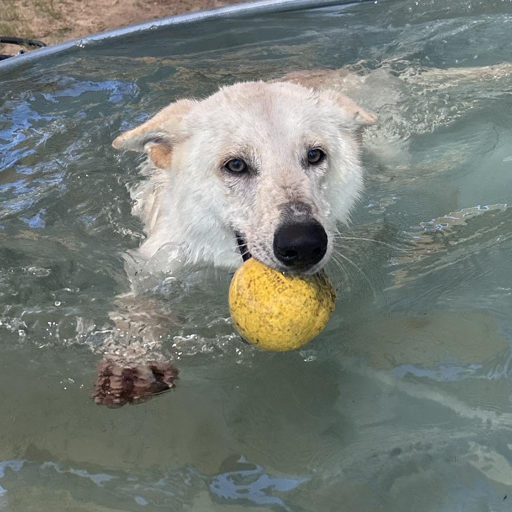 Dash, a Adoptable mixed breed in Freeport, FL image 5/6