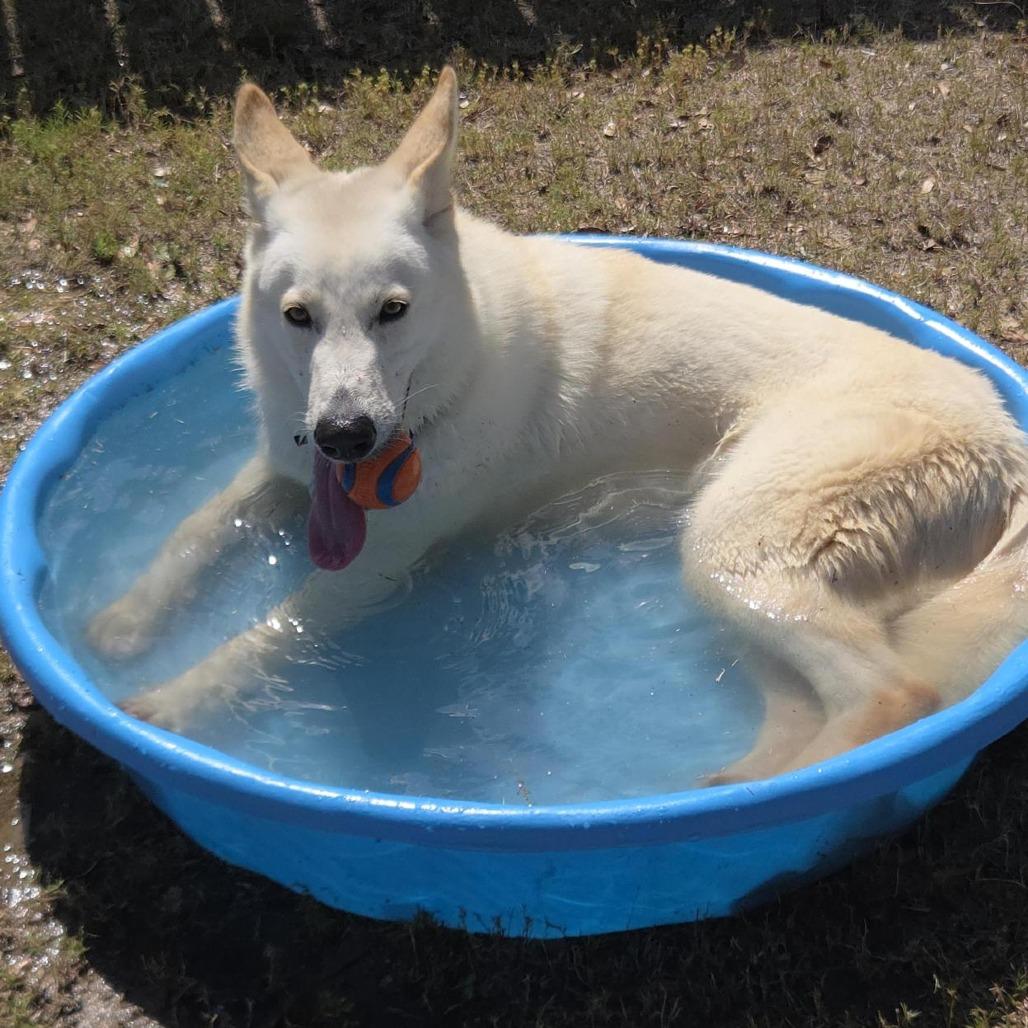 Dash, a Adoptable mixed breed in Freeport, FL image 6/6