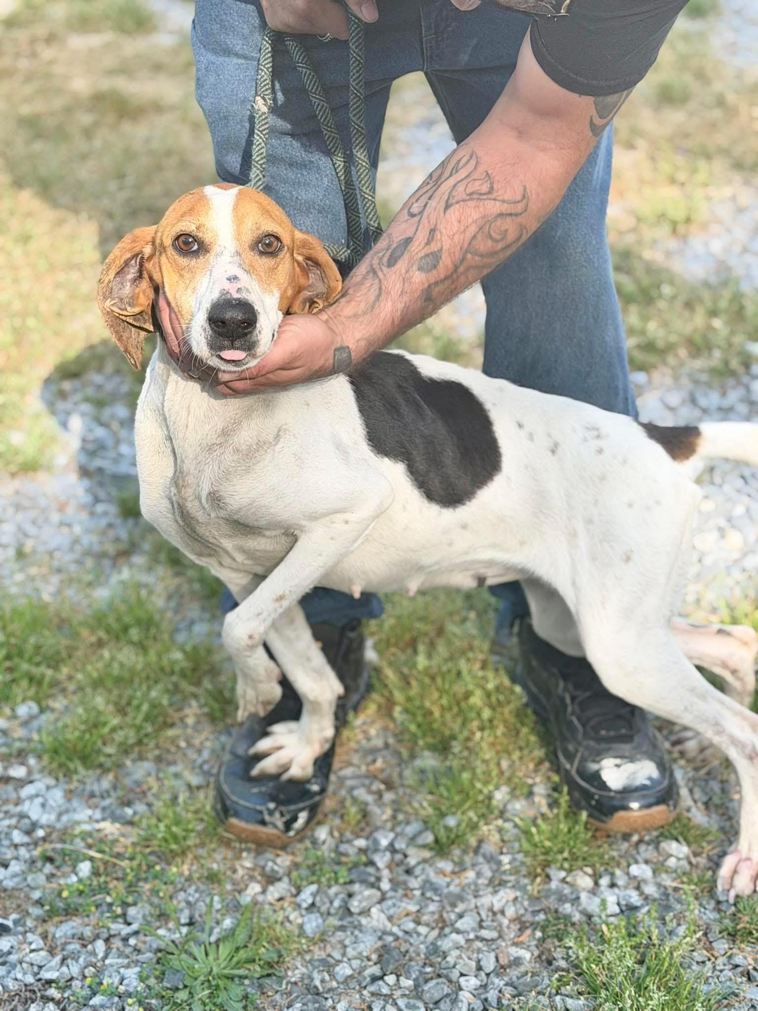 Peggy, an adopted American Foxhound in Elizabethtown, NC image 2/2