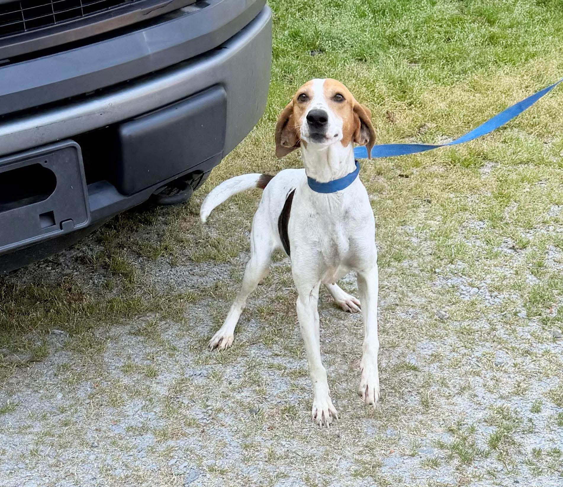 Peggy, adopted, Adult Female American Foxhound.