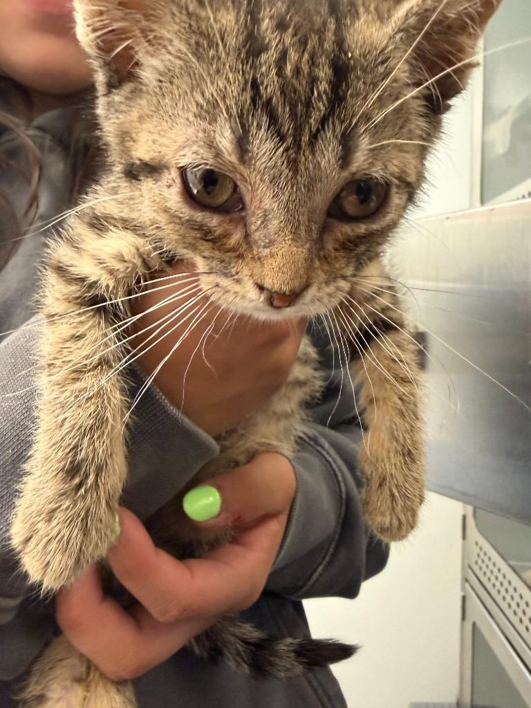 Lazarus, Adoptable, Kitten Male Domestic Short Hair.