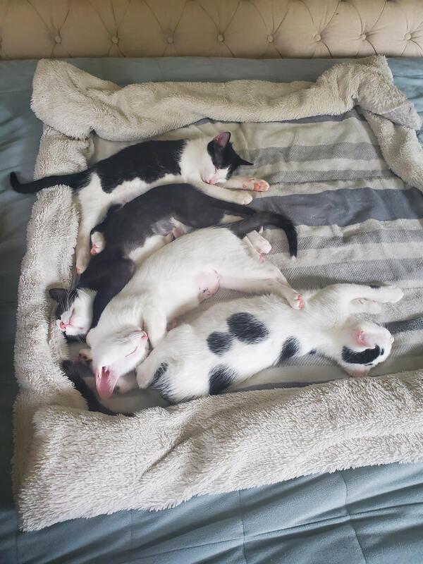 The Beans! (coming soon)