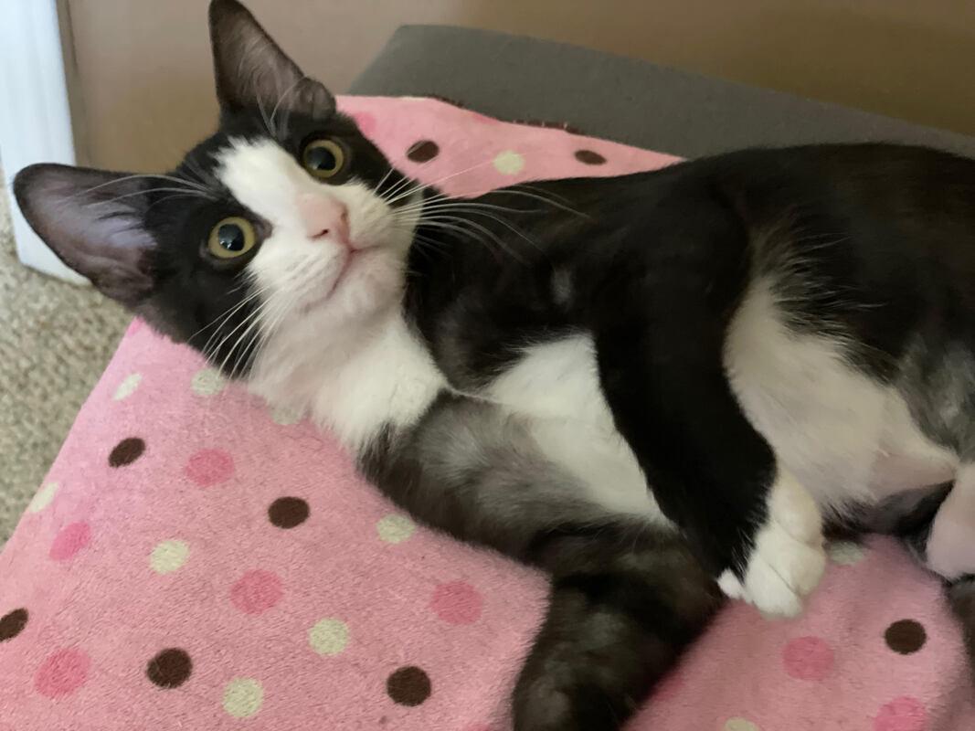 The Beans! (coming soon)