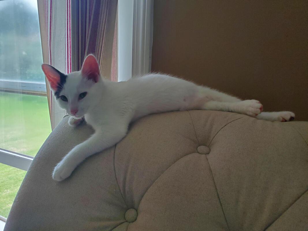 The Beans! (coming soon)