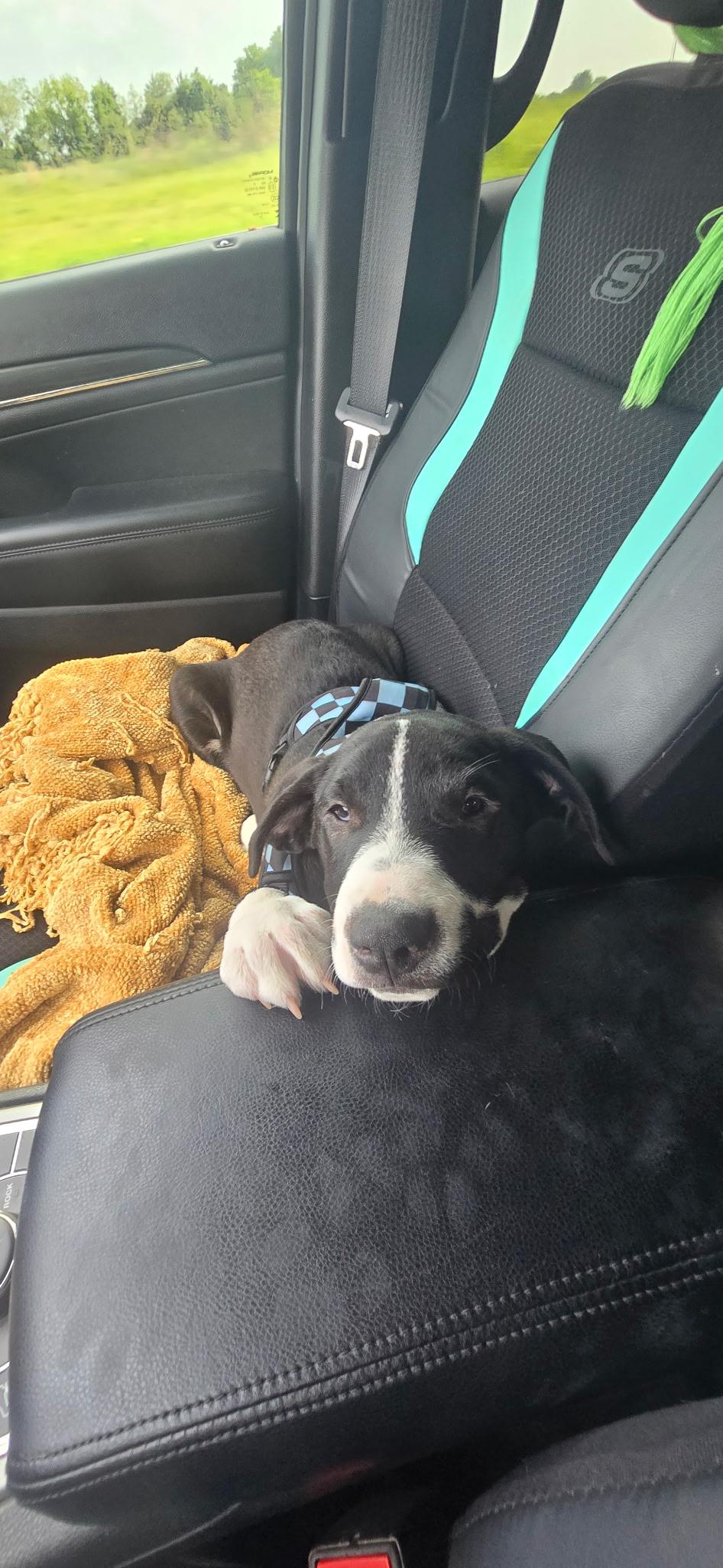 Enlarge Elvis, a Adoptable Mixed Breed in Austin, TX image 3/4