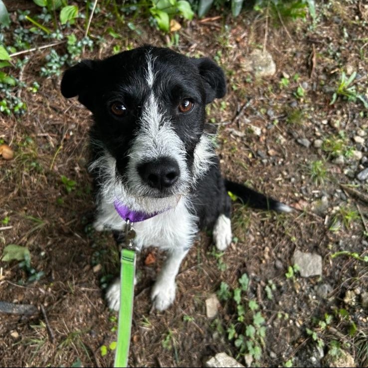 Kangaroo, adopted, Young Male Terrier.