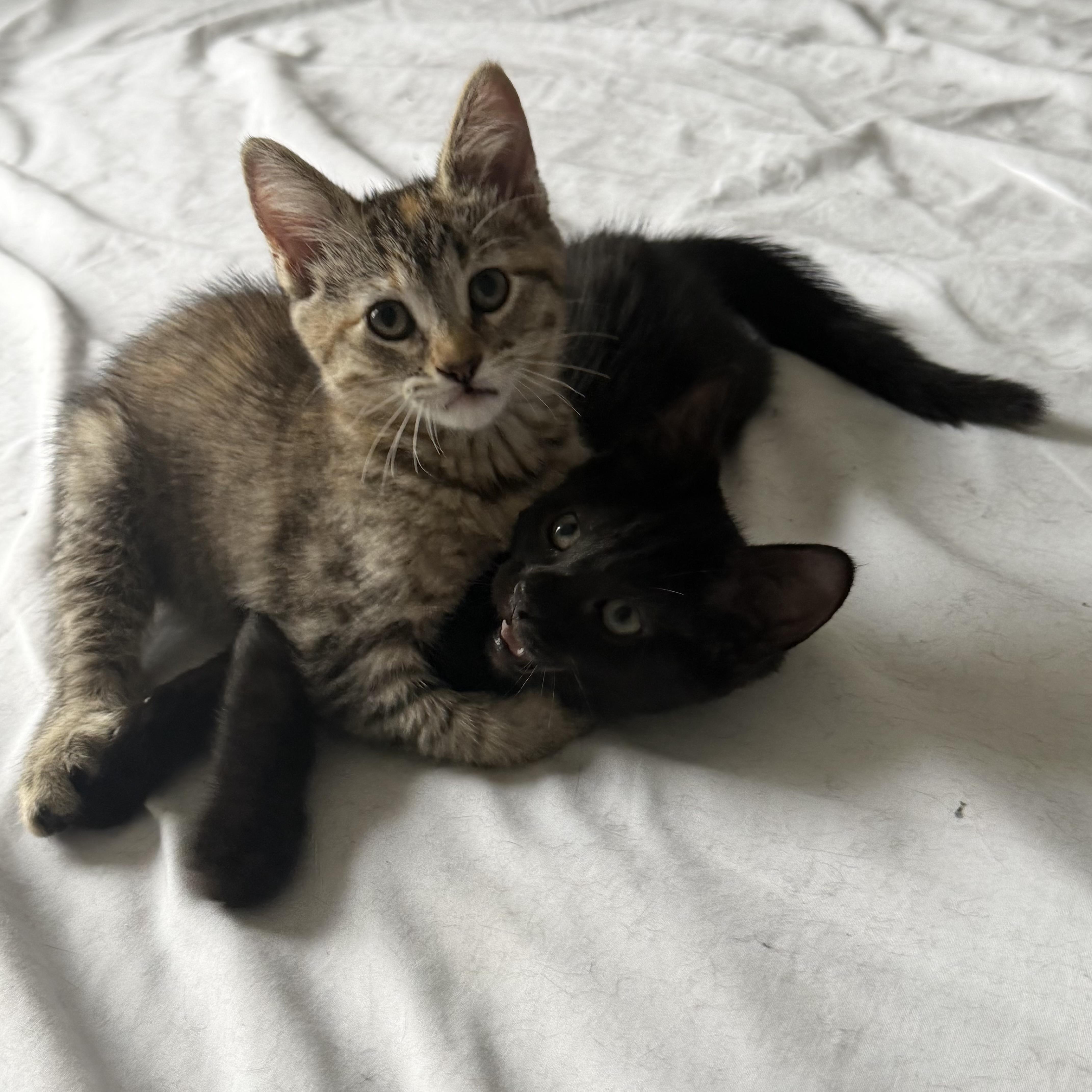 Barry and Ribbon, a ADOPTABLE Domestic Short Hair in Brooklyn, NY image 2/4