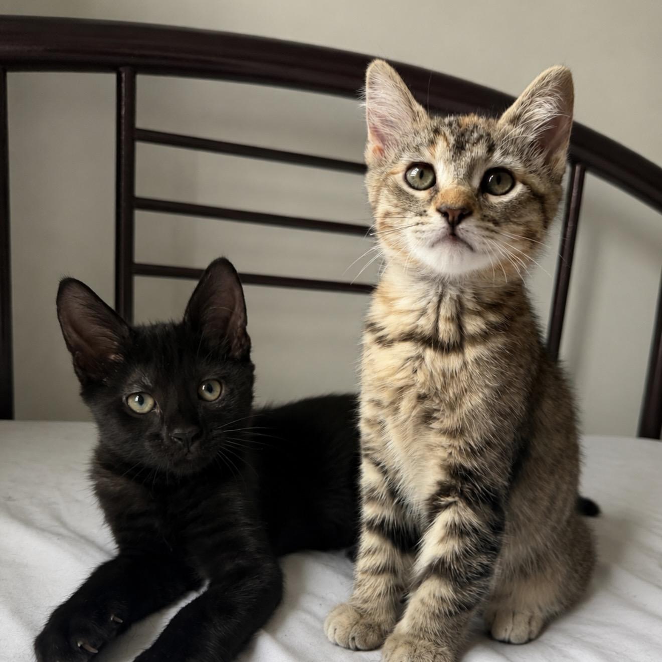 Barry and Ribbon, ADOPTABLE, Kitten Female Domestic Short Hair.