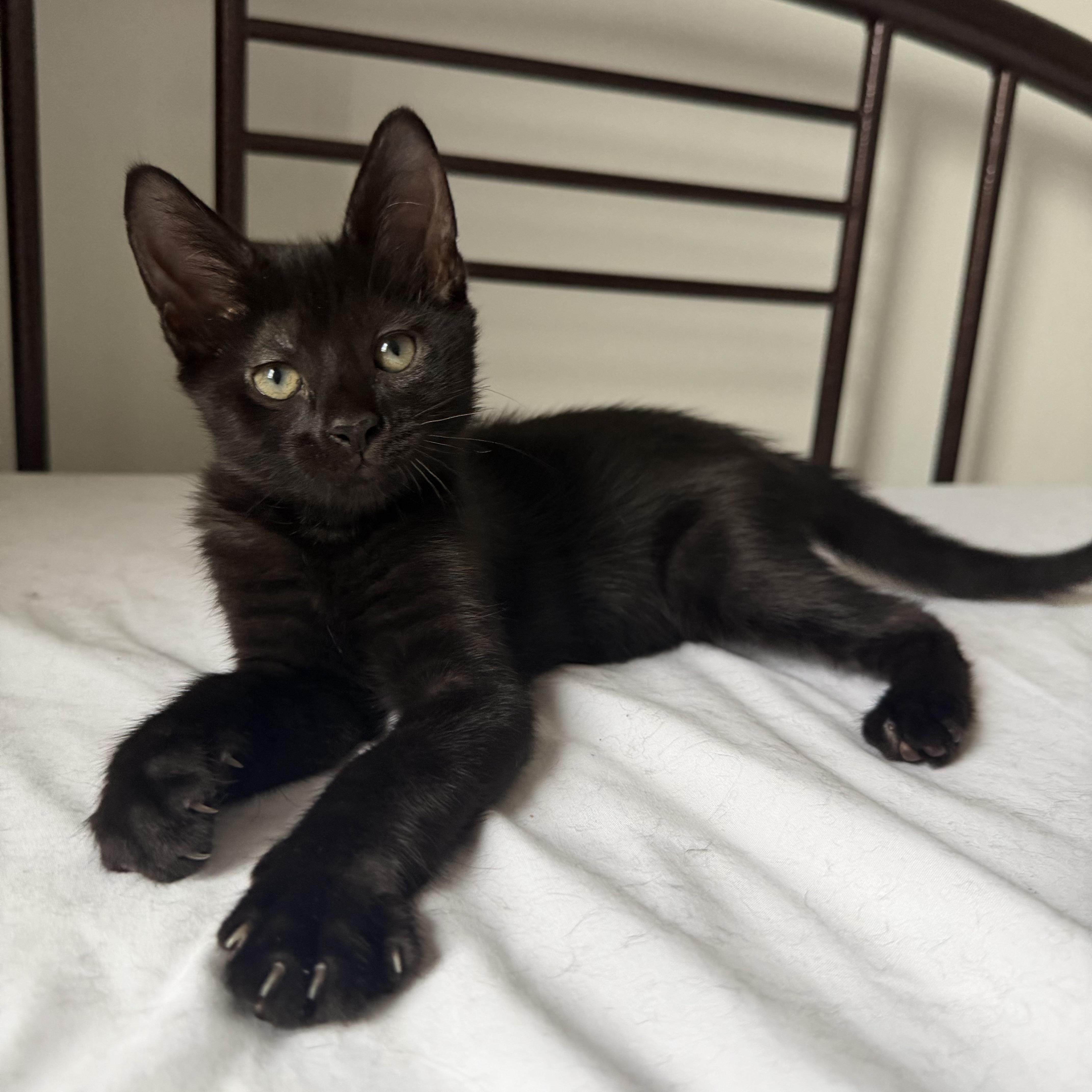 Barry and Ribbon, a ADOPTABLE Domestic Short Hair in Brooklyn, NY image 3/4