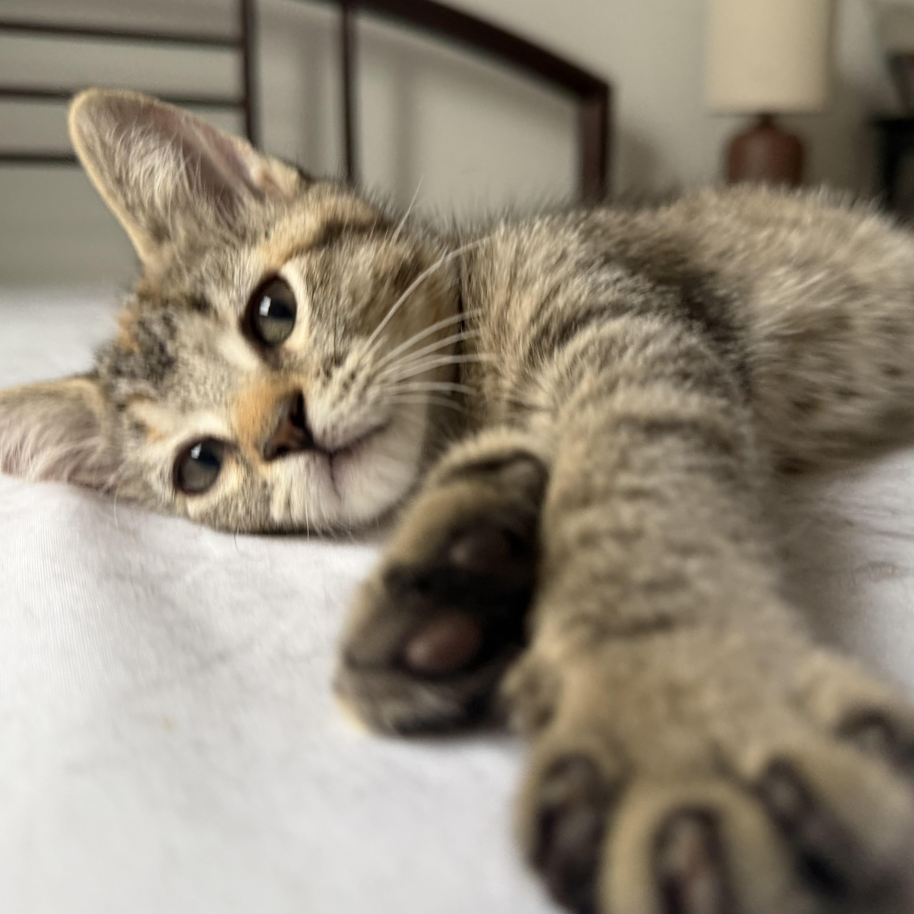 Barry and Ribbon, a ADOPTABLE Domestic Short Hair in Brooklyn, NY image 4/4